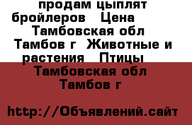 продам цыплят бройлеров › Цена ­ 150 - Тамбовская обл., Тамбов г. Животные и растения » Птицы   . Тамбовская обл.,Тамбов г.